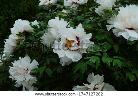 Close-up of flowers white peonies . Beautiful peony flower for catalog. Floral shop concept . Beautiful bush piones in the garden