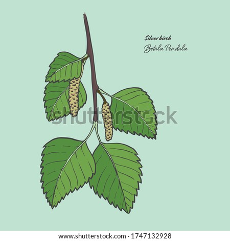 Vector illustration of the leaf of a Betula Pendula, commonly known as a Silver birch Royalty-Free Stock Photo #1747132928