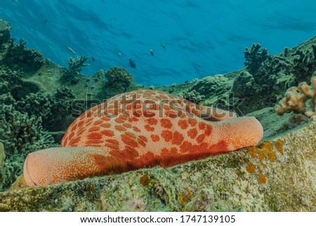 Starfish On the seabed in the Red Sea, eilat israel
