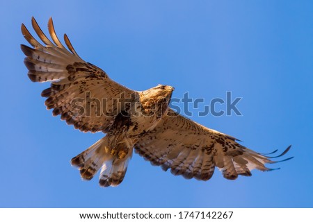 Rough-legged buzzard (Buteo lagopus). Buzzard soars in the sky. Beautiful flying big bird of prey. Wildlife of the Arctic. Chukotka, Far East of Russia. Royalty-Free Stock Photo #1747142267