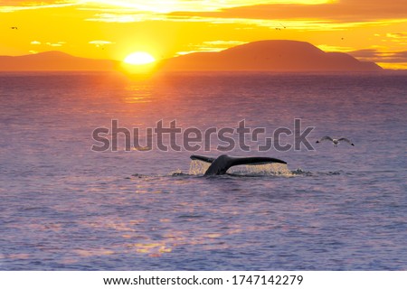Amazing landscape with sunrise over the sea. Near the big tail of a gray whale, a sea gull soars. Beautiful dawn seascape. Wildlife of the Arctic. Bering Sea, Pacific Ocean. Chukotka, Far East Russia. Royalty-Free Stock Photo #1747142279
