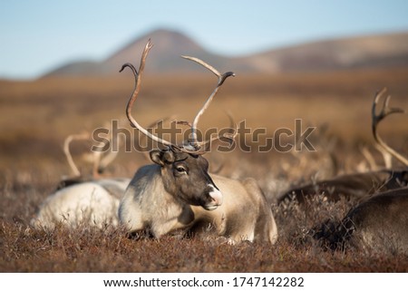 Reindeer (Rangifer tarandus). Reindeer female resting in the tundra. A herd of deer in a valley among hills. Chukotka, Siberia, Far East of Russia. Royalty-Free Stock Photo #1747142282