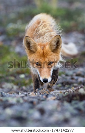 Crouching red fox (Vulpes vulpes). The fox creeps cautiously, looking eye to eye. Portrait of a wild fox in its natural habitat in the tundra. Arctic wildlife and animals. Chukotka, Siberia, Russia. Royalty-Free Stock Photo #1747142297