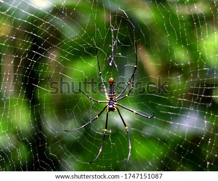 A classic circular form spider's web. Little spider on a web with water drops on a green background.
