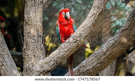 Beautiful red colorful macaw parrot sitting on the tree branch in zoo aviary.