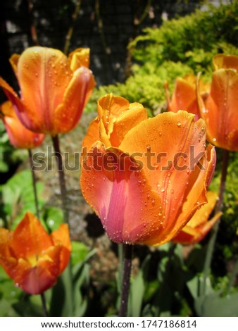                                Orange, yellow, pink ''Single Late'' tulips (Tulipa)  in the garden.