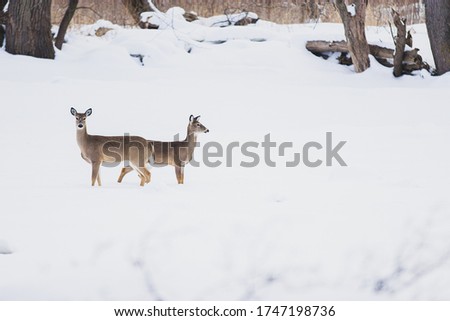 Two young deer walking together in a white snowy scene on a snow covered river with trees in the background