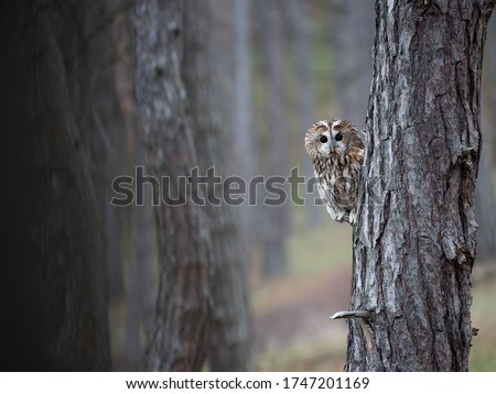Tawny owl sitting on a tree (Strix aluco) Royalty-Free Stock Photo #1747201169