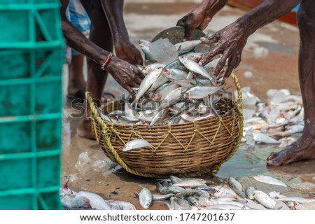 Fishermen taking out Hilsa fish and transferring it in a basket. Monsoon season of Hilsa fishing. Large image best for any print or digital application.