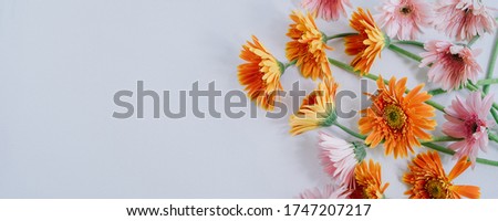 Bright flowers on a White wooden background. Free space for text. Copy space. Lupine pink, purple with green leaves