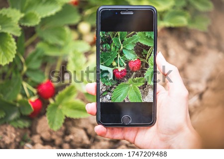 Closeup of female caucasian hand, taking picture of strawberries inside the garden, with mobile phone.
