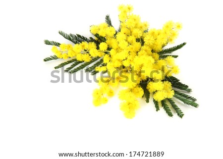 Mimosa flowers Royalty-Free Stock Photo #174721889