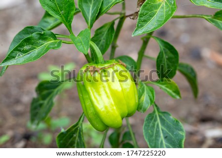 Fresh organic green pepper field