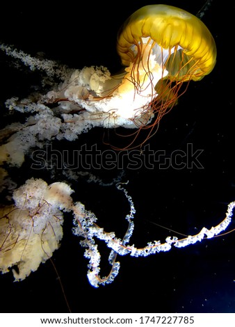 Jellyfish picture caught in sea world aquarium Singapore 