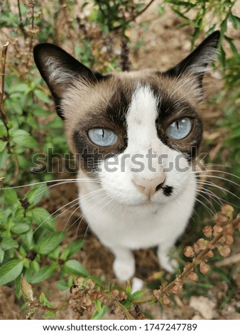 Blue eyes siamese cat staying in shrubs
