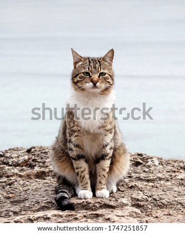 Cute funny cat is sitting on the beach against the sea and the horizon. Selective focus.