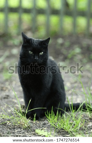 country black cat outdoor closeup photo walking on green grass background