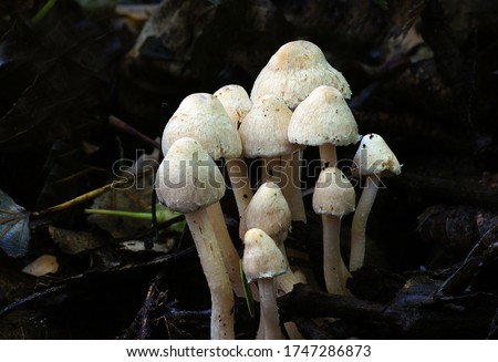 Close-up picture of mushroom, Coprinellus is a genus of mushrooms in the family Psathyrellaceae. The genus was first described by Petter Karsten in 1879.