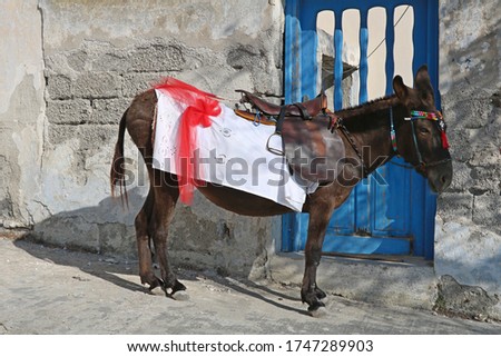Donkey in Pirgos viilage, santorini island, Greece