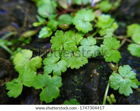 Green leaves grow wild on rocks, Hydrocotyle ranunculoides