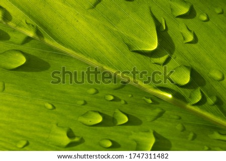 raindrops on green leaf transparent.
