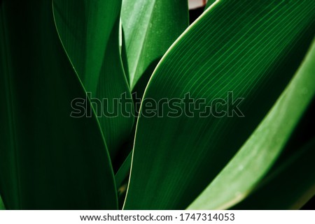 Green tropical plant close-up. Abstract natural floral background Selective focus, macro. Flowing lines of leaves Royalty-Free Stock Photo #1747314053
