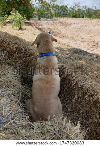 The dog sat and waited for the boss to return home.  Sitting in the cordon of the straw, giving a sense of security.