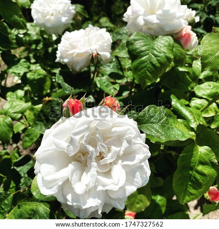 Beautiful White Roses In Bloom