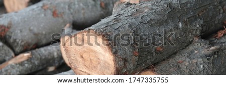 Log background. Closeup Wood in nature. Stacked tree trunks detail. Selective focus
