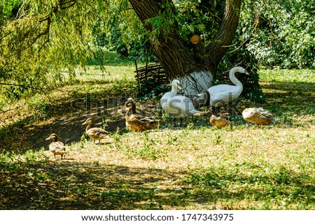 White swans and ducks on green bank of lake