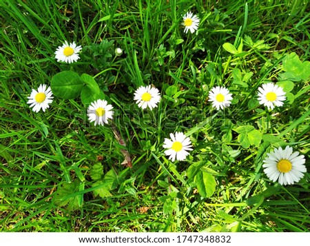 Bellis perennis is a common European species of daisy, of the family Asteraceae, often considered the archetypal species of that name. Daisies in the grass