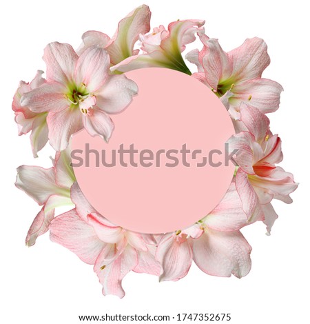 Pink flowers frame circle Beauty Barbados lily isolated on white background