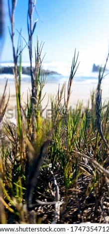a picture of the beach and ocean through grass.