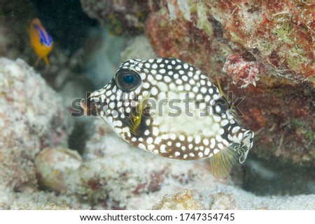 Smooth trunkfish (Lactophrys triqueter) Bonaire, Leeward Islands