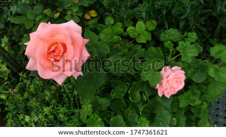 Two pink roses that are so beautiful