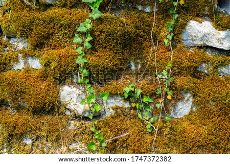 Dry moss and ivy covering a natural stone wall for Background or Wallpaper