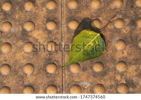 The walkway for blind people have embossed buttons on the surface and a falling Bodhi leaf.