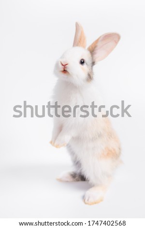 White baby cute little rabbit standing isolated on white background
