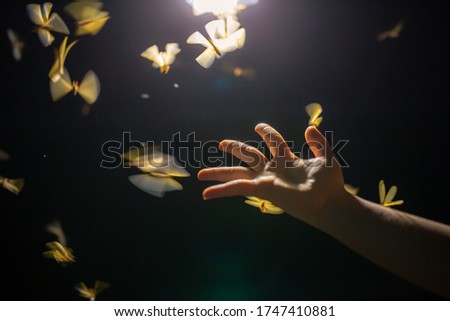 Background blur of mayfly insects flying in the light And the hand of the girl In which insect fly to the hands The picture in the dark is blurred. Naturally beautiful.