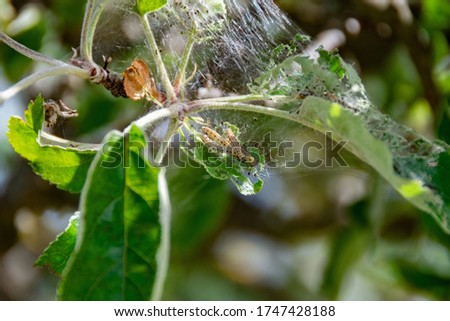 Pests on green leaves on a tree