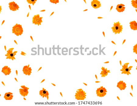 Medicinal herb flowers and petal Calendula ( Calendula officinalis, marigold, ruddles ) on a white background with space for text. Top view, flat lay