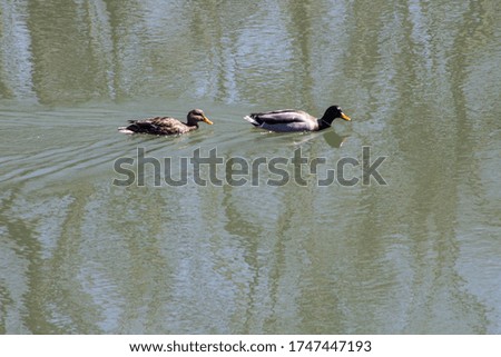 A pair of mallard ducks swimming on a pond