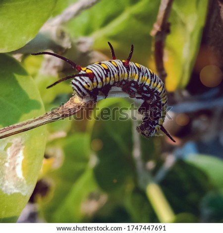 Warmly saturated and sharpened image of furry caterpillar crawling on thin branch,selectively focused at lower part,blurry background.