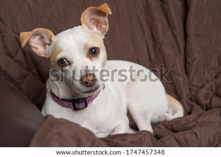 A white small breed dog resting on a couch looking towards the camera posing for a portrait, pet in home concept.
