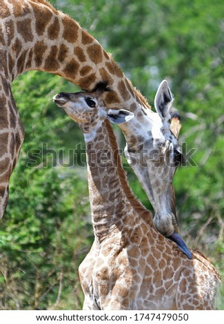 Mother giraffe grooming her young calf