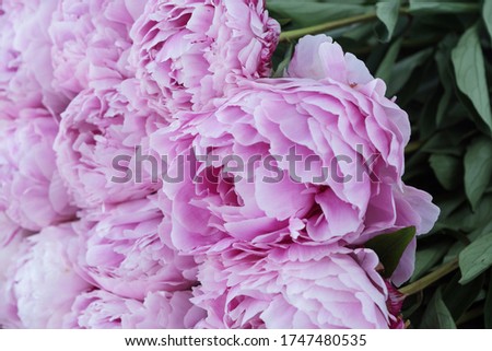 close up image of big delicate pink peony bouquet. Greetings concept. Celebration of birthday, valentines day, womans day, anniversary.