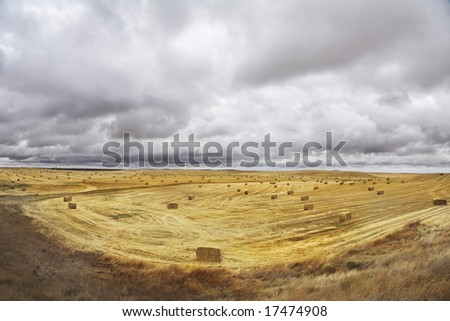 Huge field in state of Montana after a harvest. More magnificent pictures from the American and Canadian National parks you can look hundreds in my portfolio. Welcome!