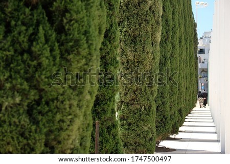 close-up of cypress growing in tel aviv