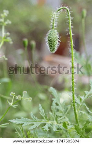 The poppy bud has not bloomed all in white hair
