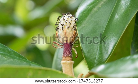 Fuzzy Magnolia Flower Bud Carpels with Curled Stigmas and Stamens